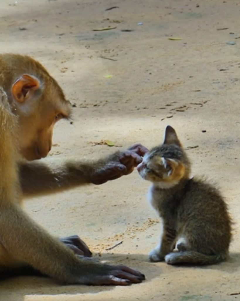 a monkey petting a kitten