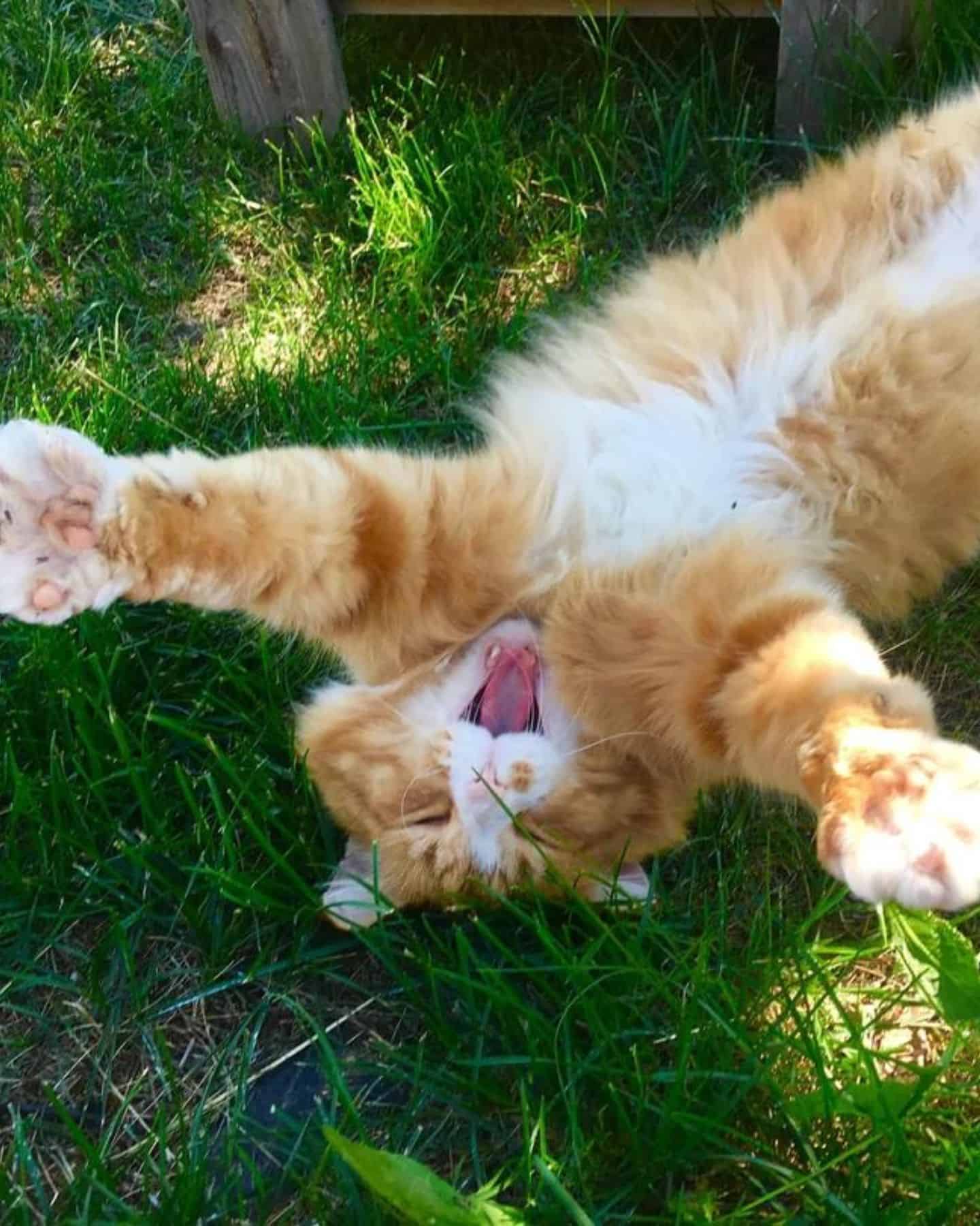 a playful cat lies on the grass