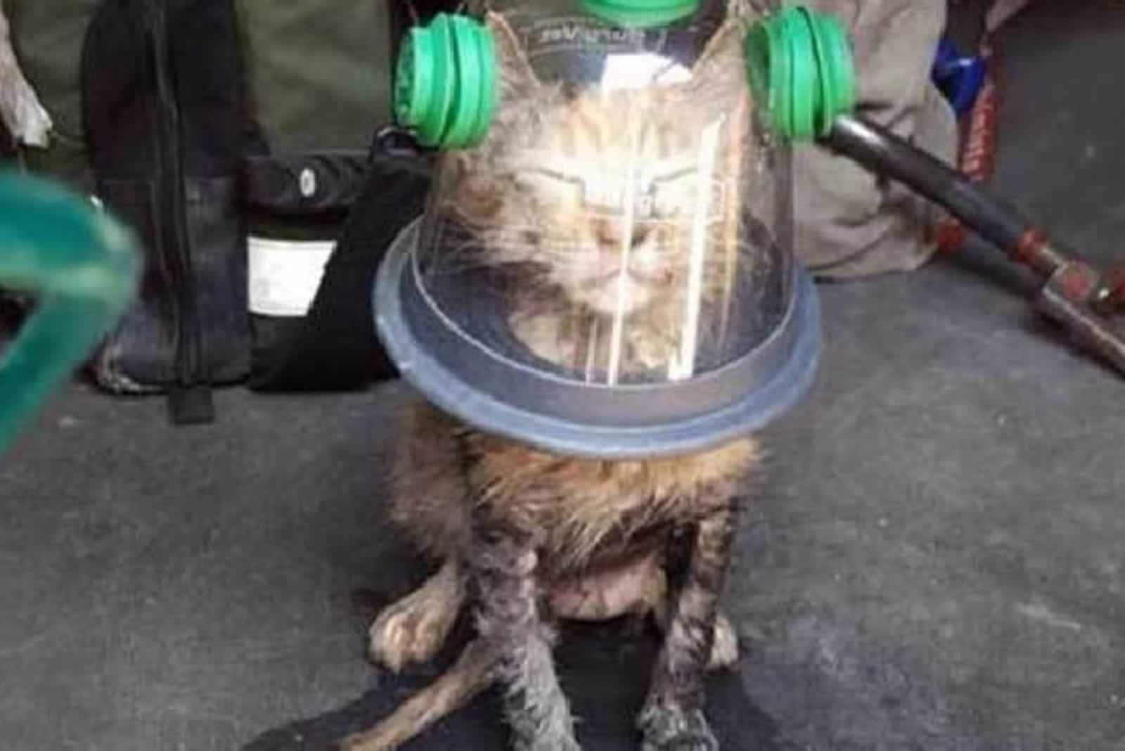 a shaggy cat with an oxygen cap on its head