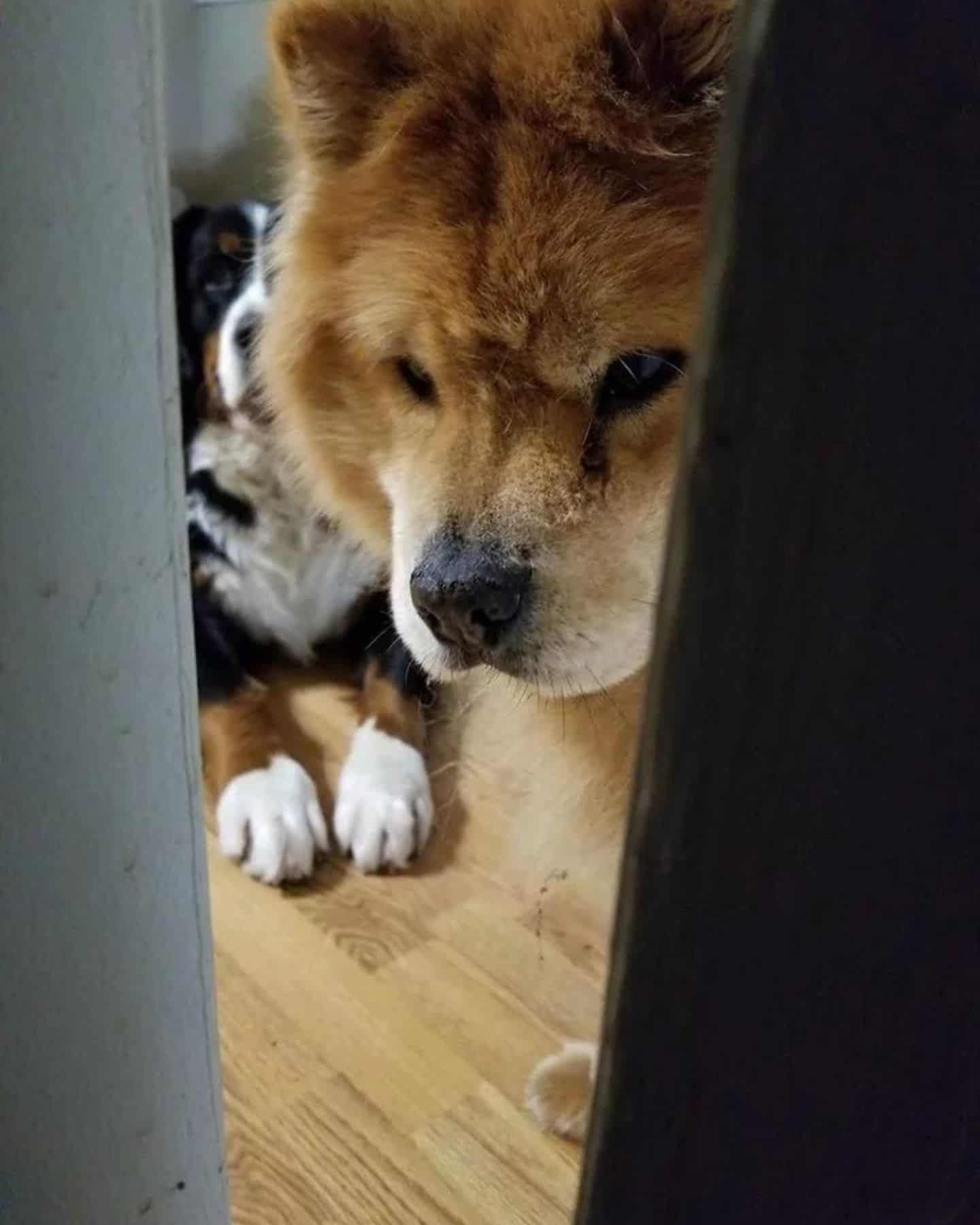adorable dog peeking out