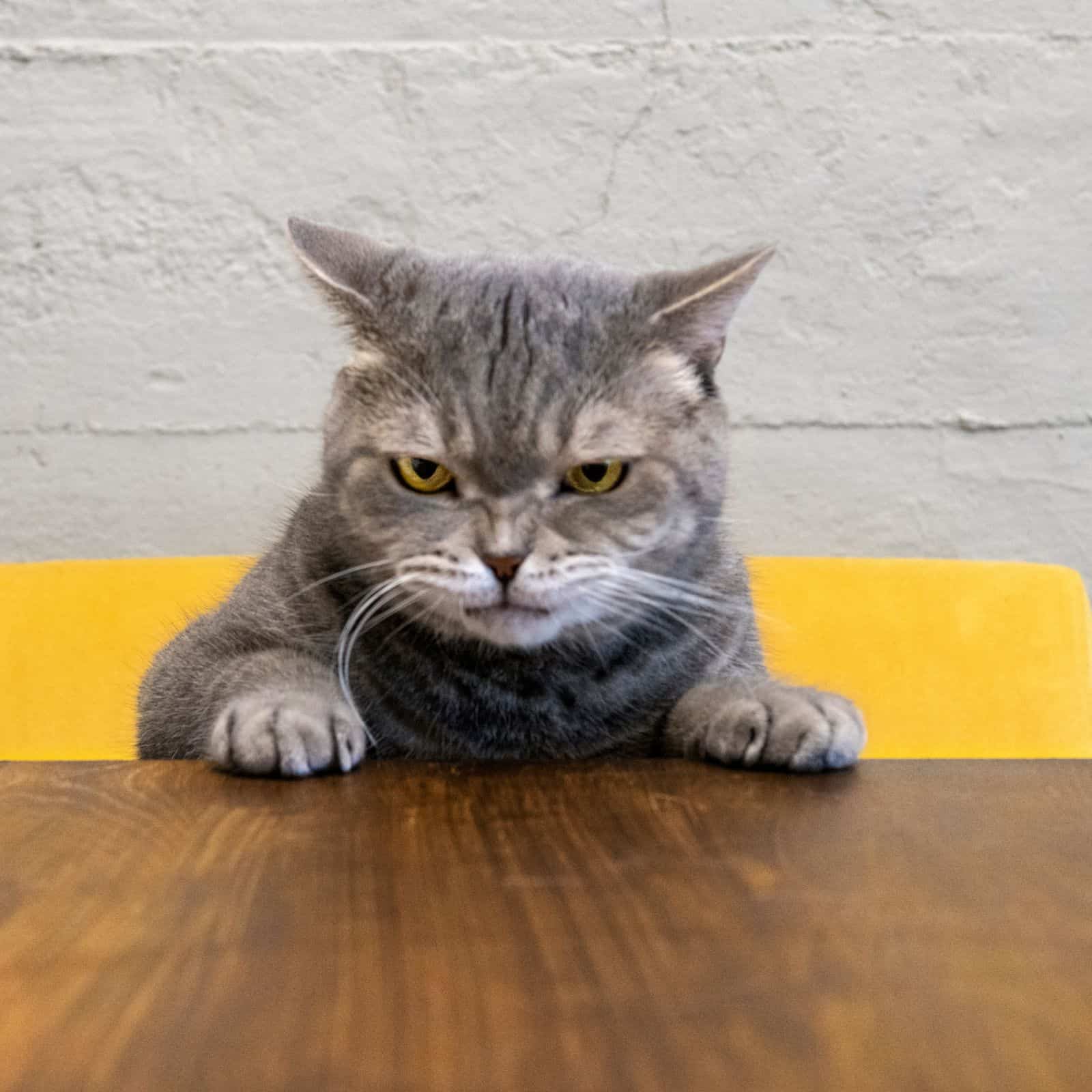 angry cat leaning on table