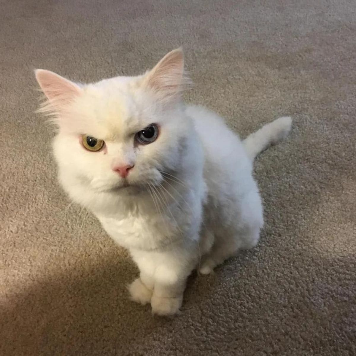 angry white cat