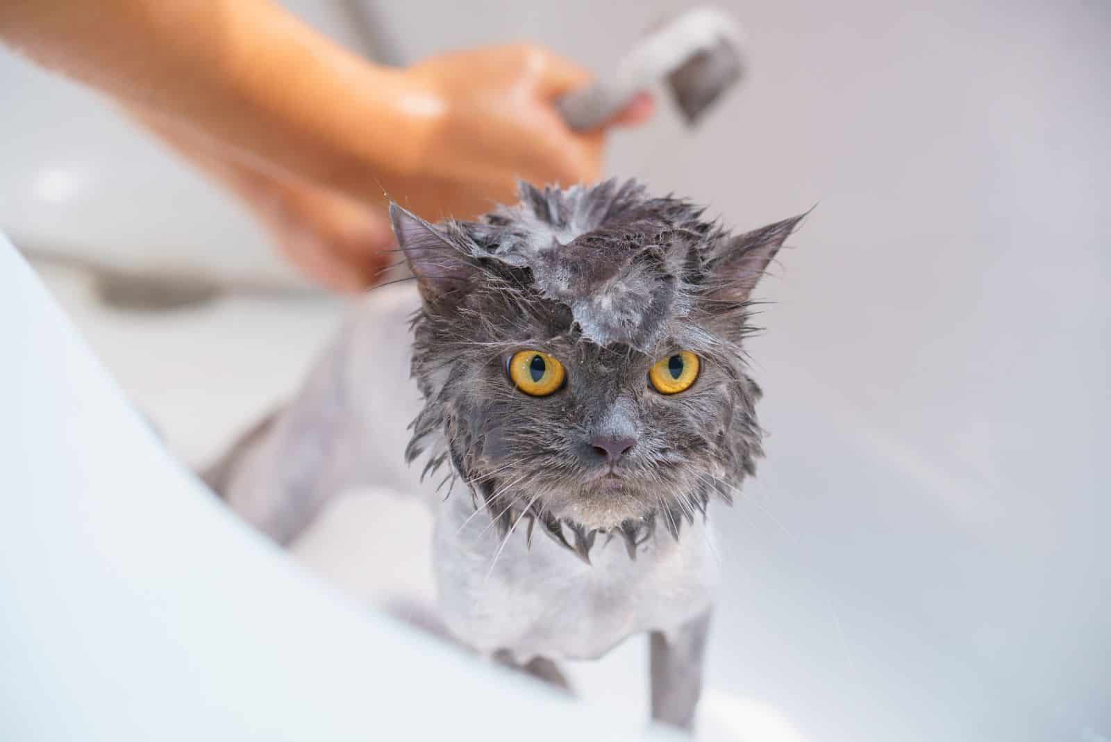 bathing cat