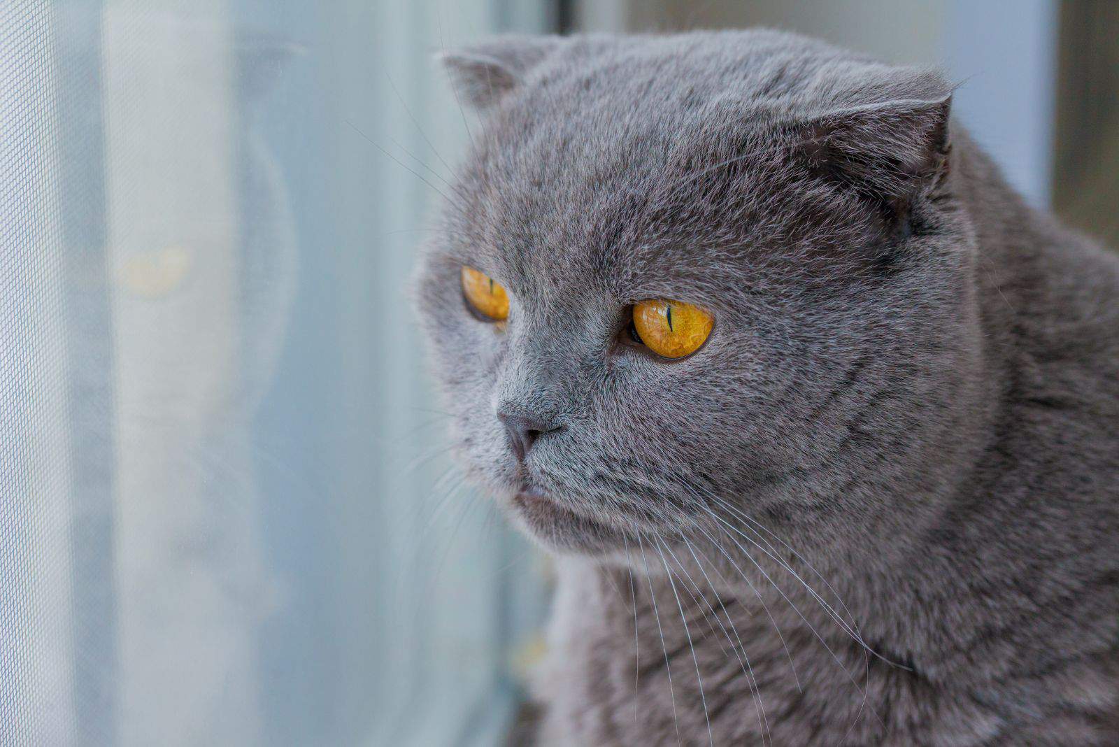 beautiful grey cat with yellow eyes