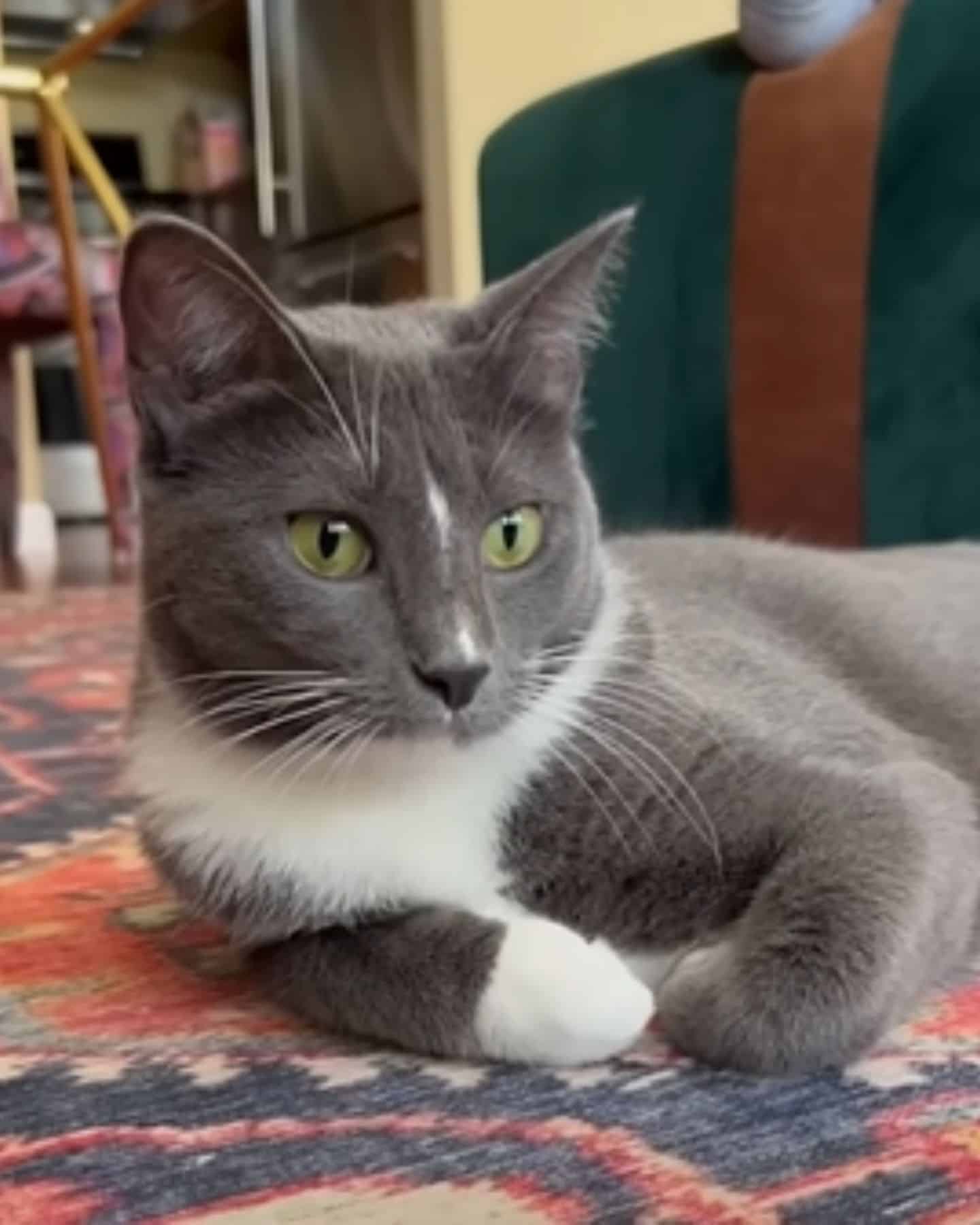 beautiful grey cat