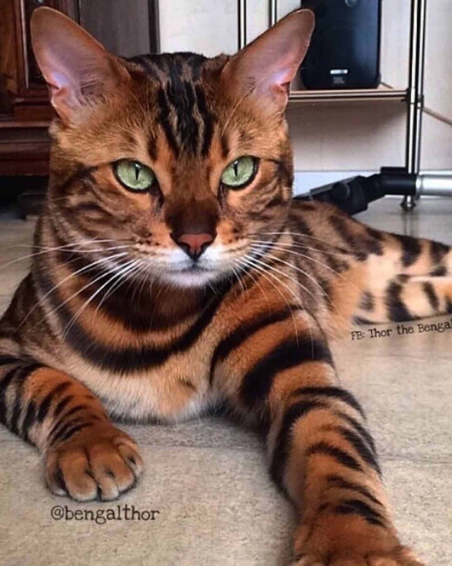bengal cat in a house