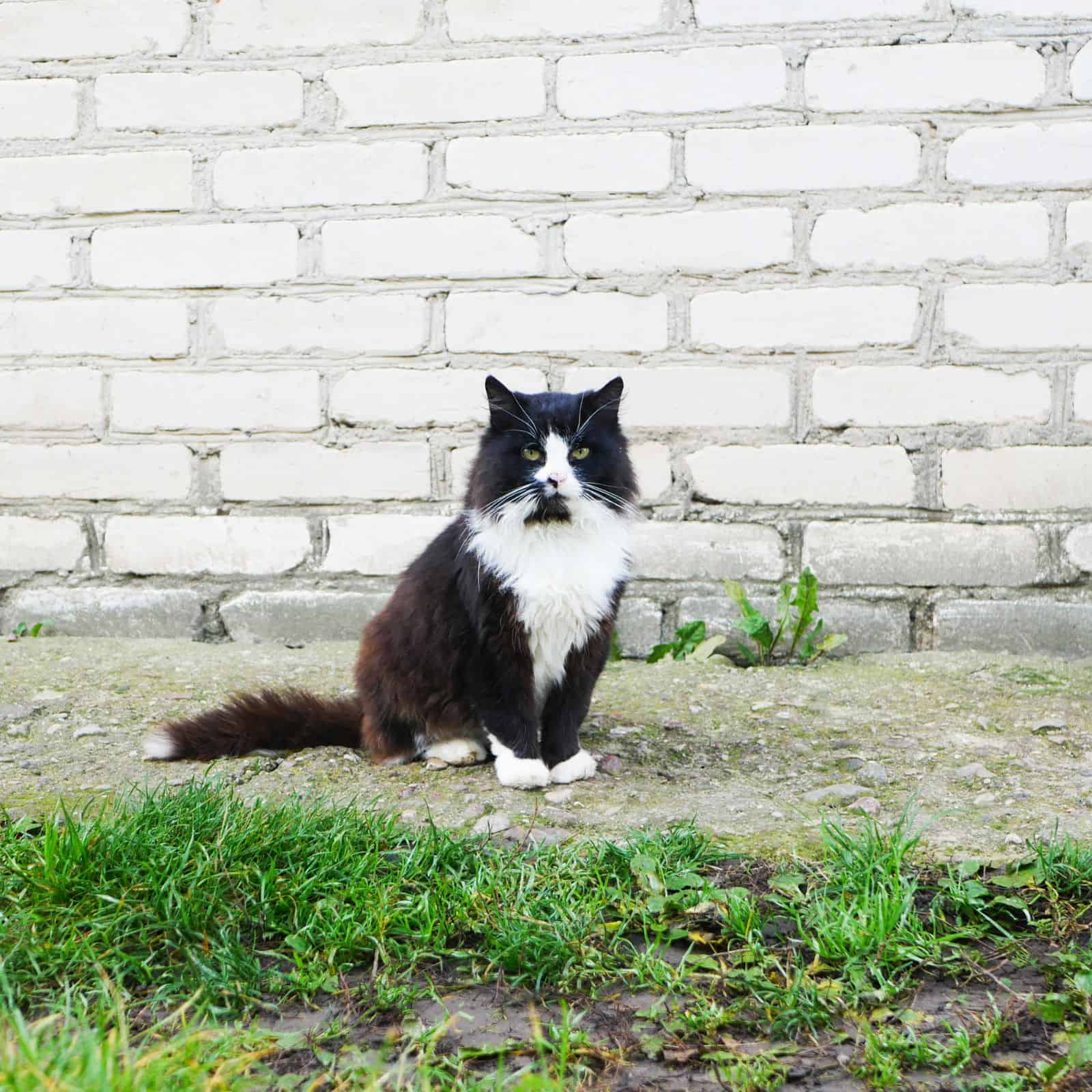 black and white cat outside