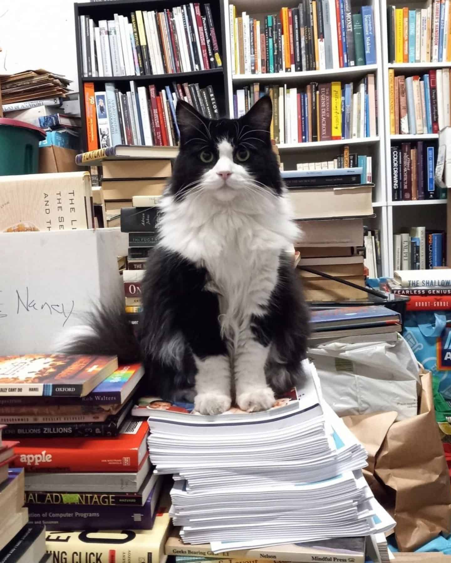 black and white cat sitting on notebooks