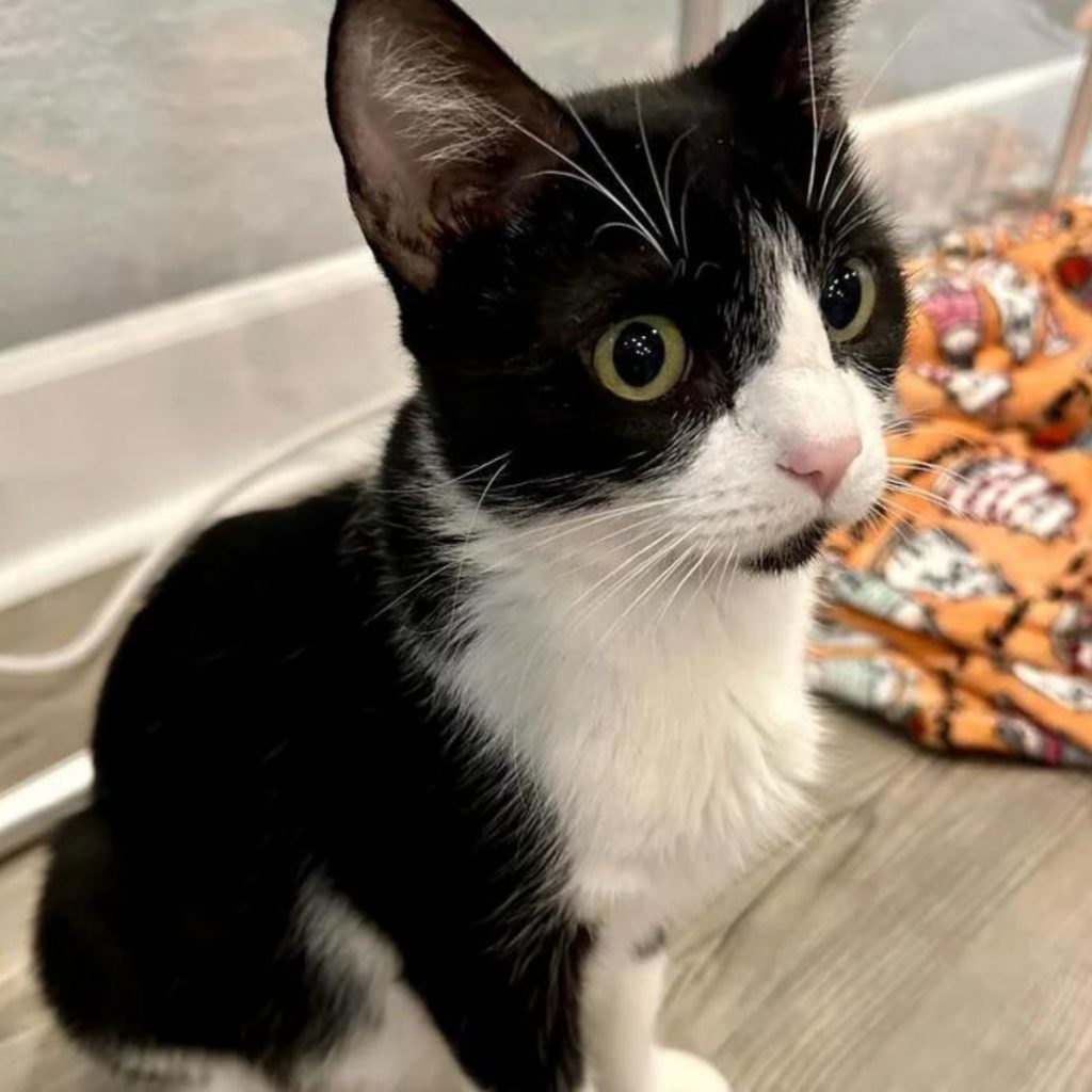 black and white cat with green eyes