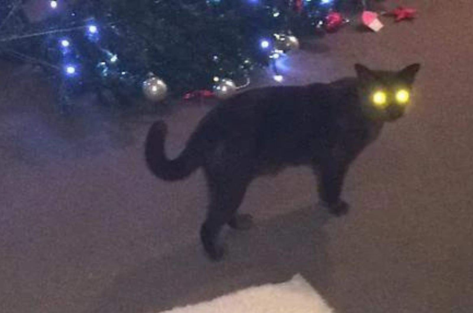 black cat by christmas tree