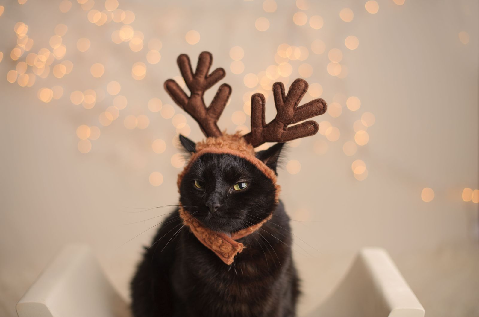 black christmas cat