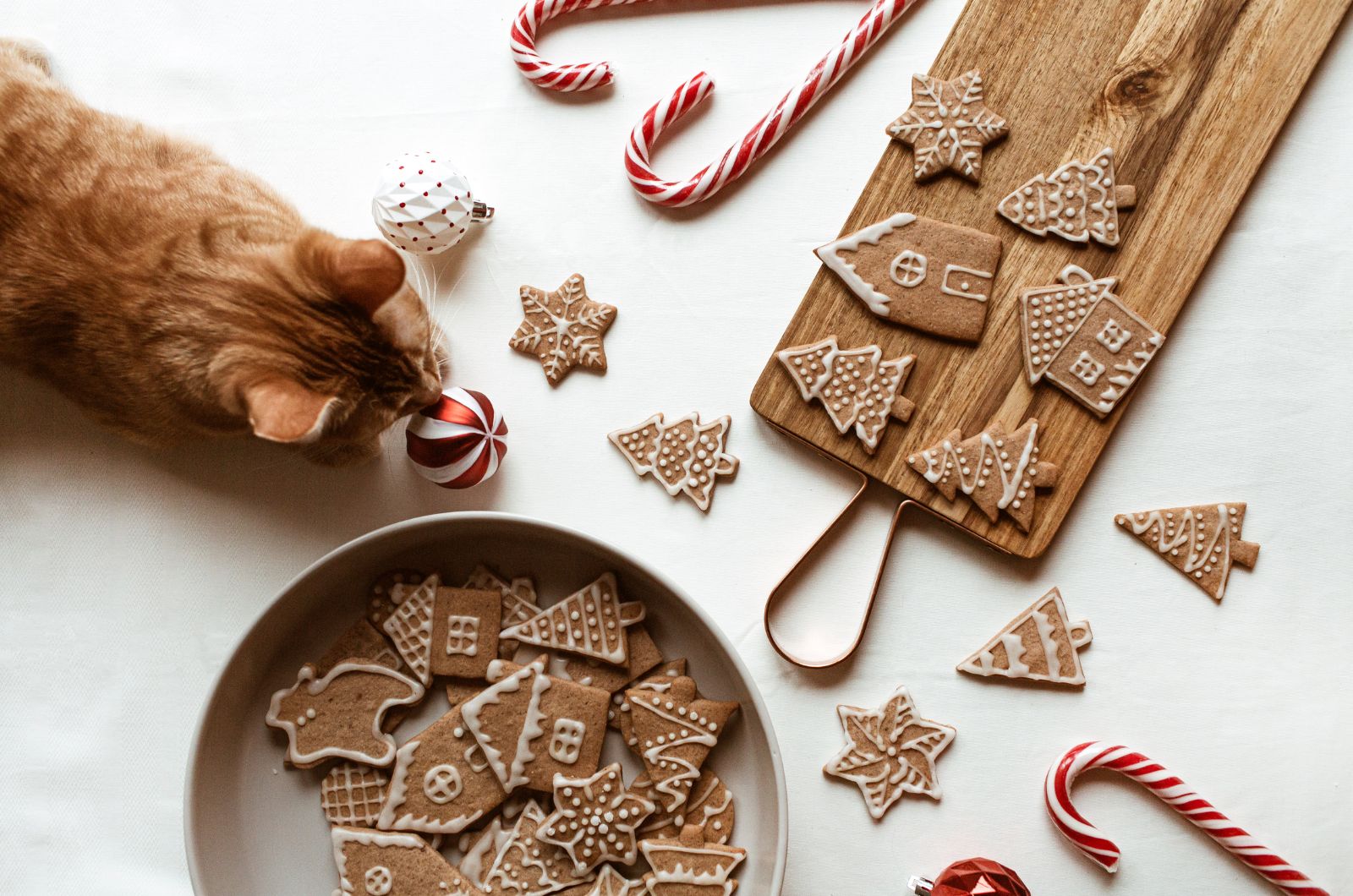 cat and christmas cookies