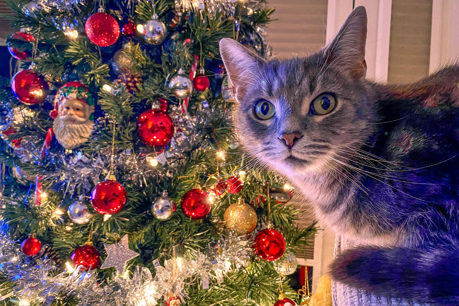 cat and christmas tree