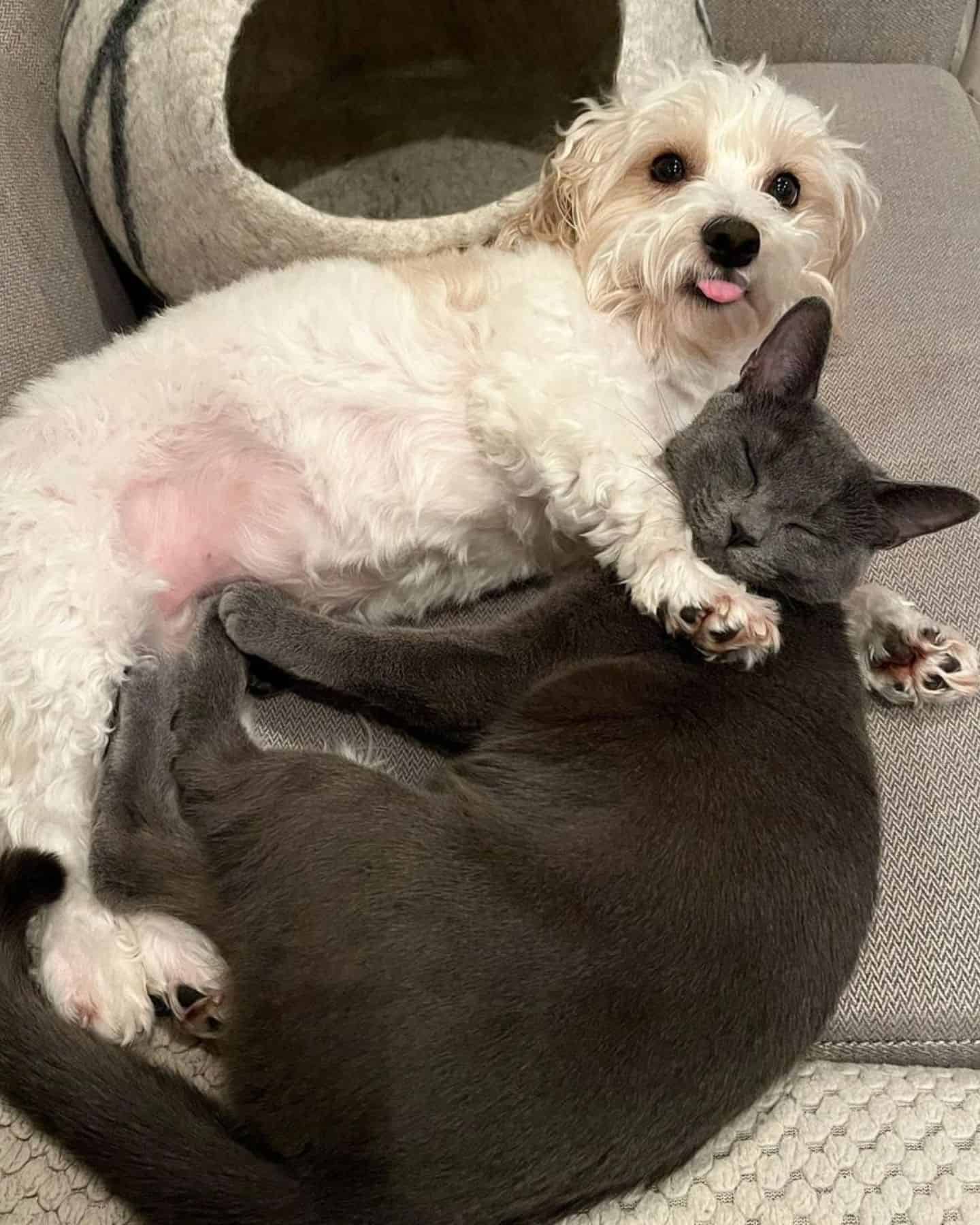 cat and dog hugging each other