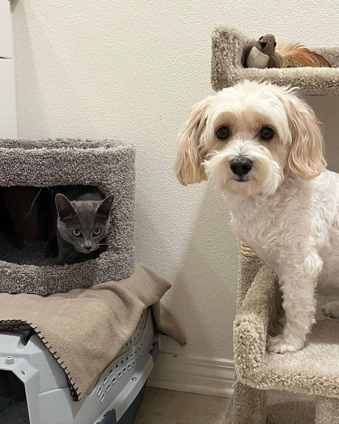 cat and dog in a house
