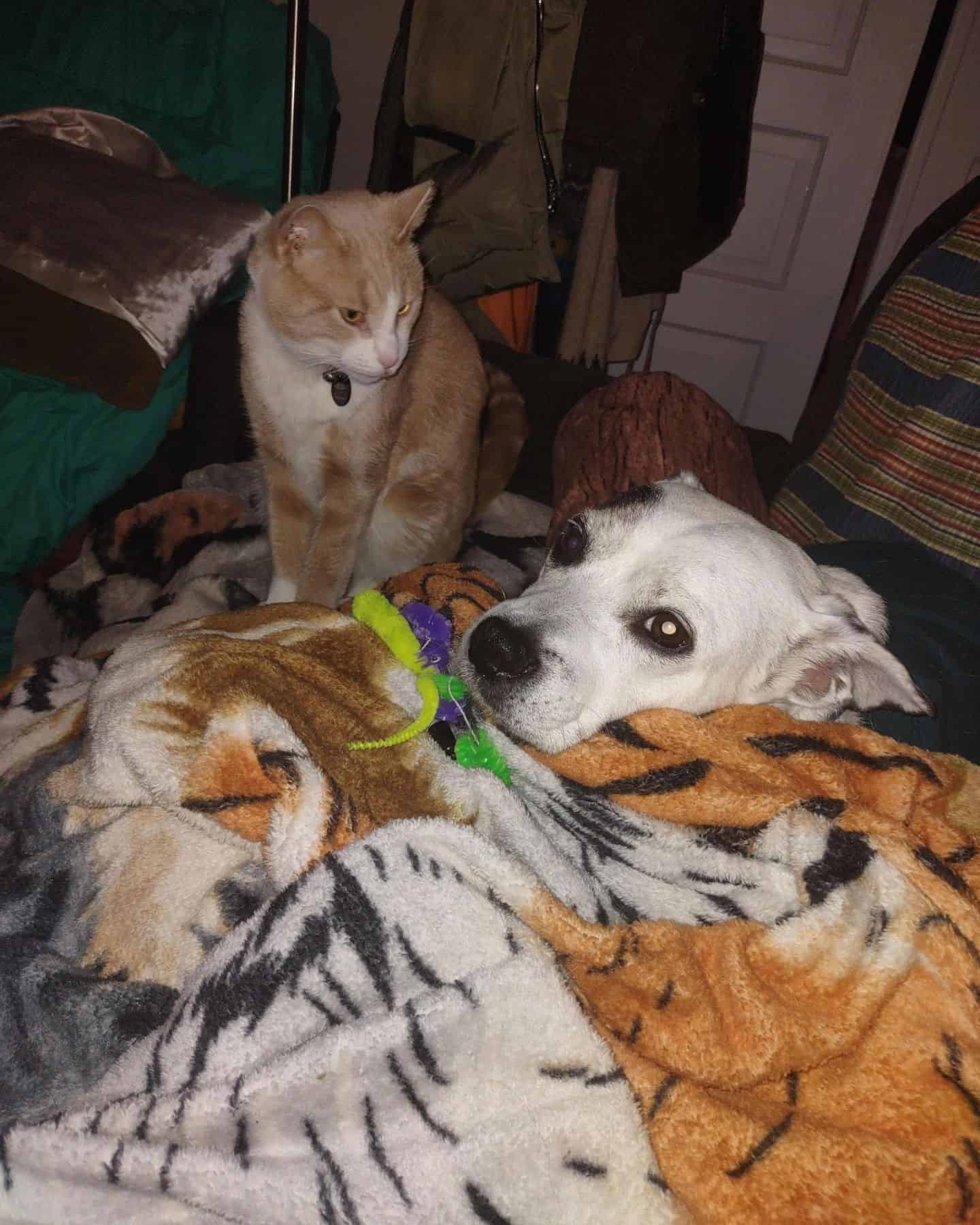 cat and dog in a messy room
