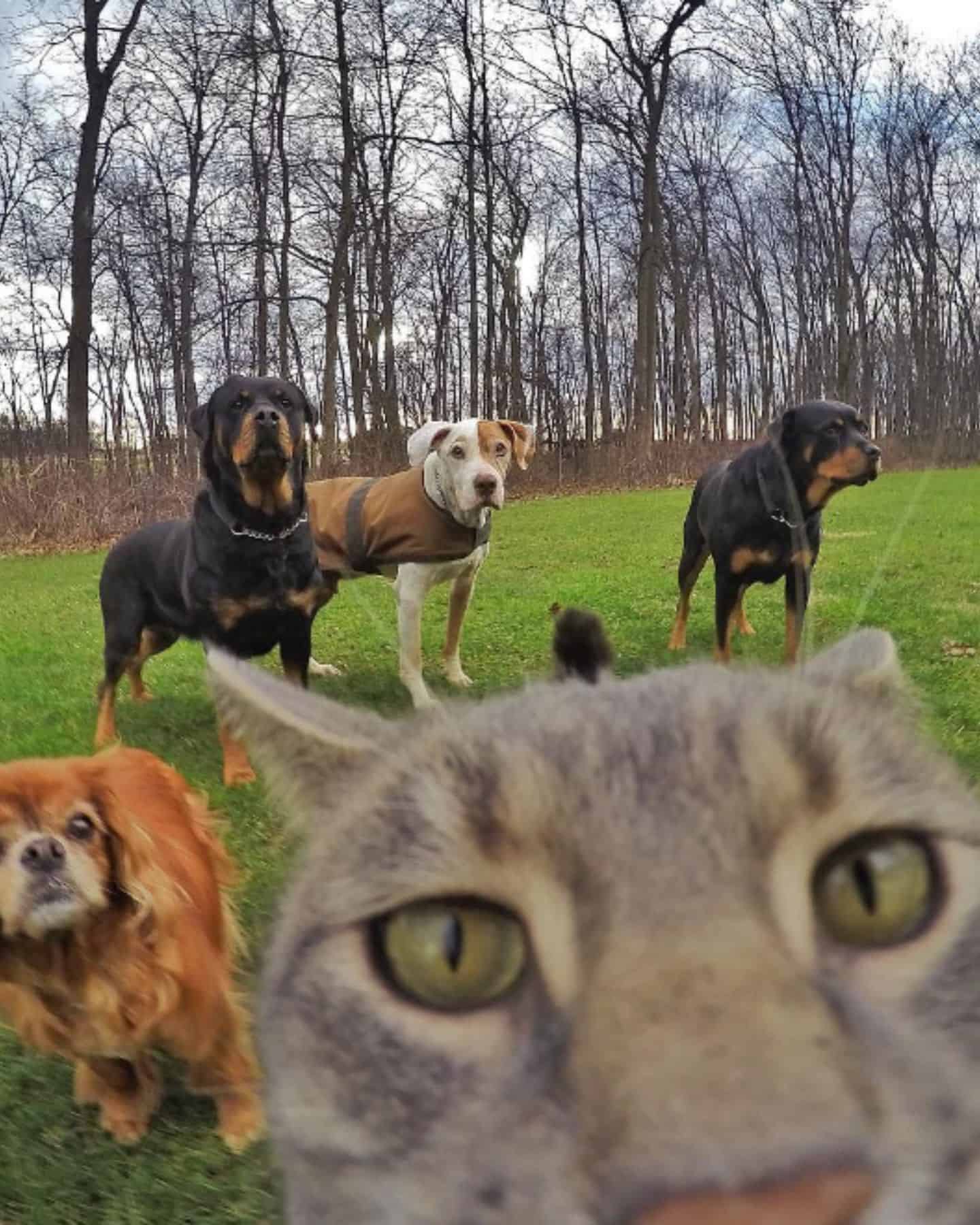 cat and dogs selfie