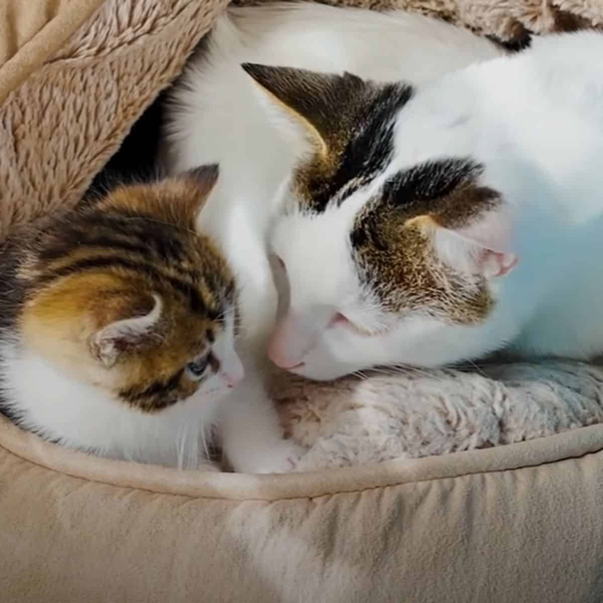 cat and kitten
