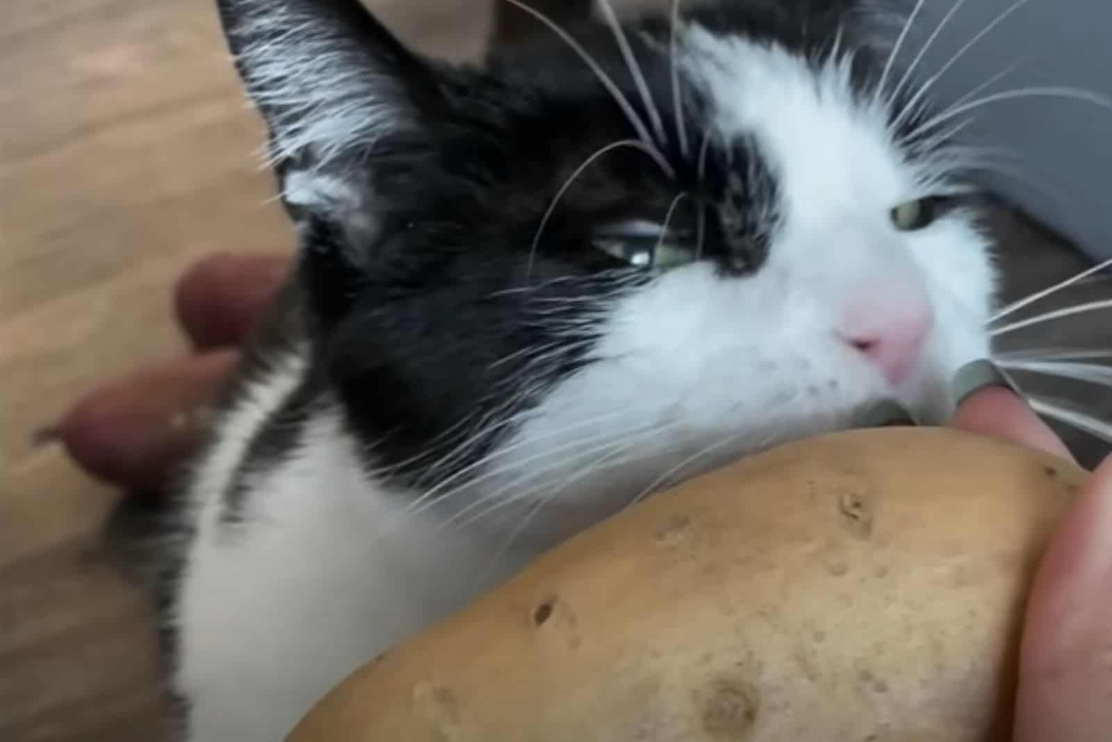 cat and potato