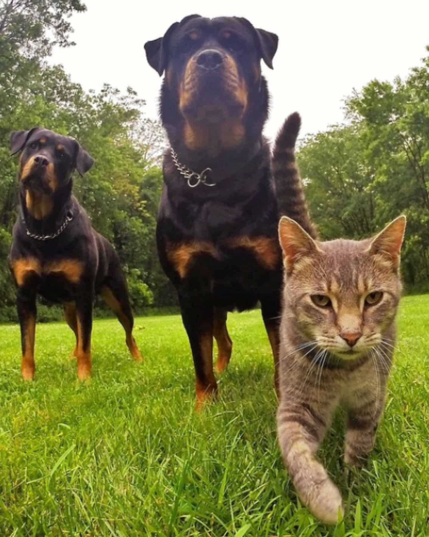 cat and two dogs on grass