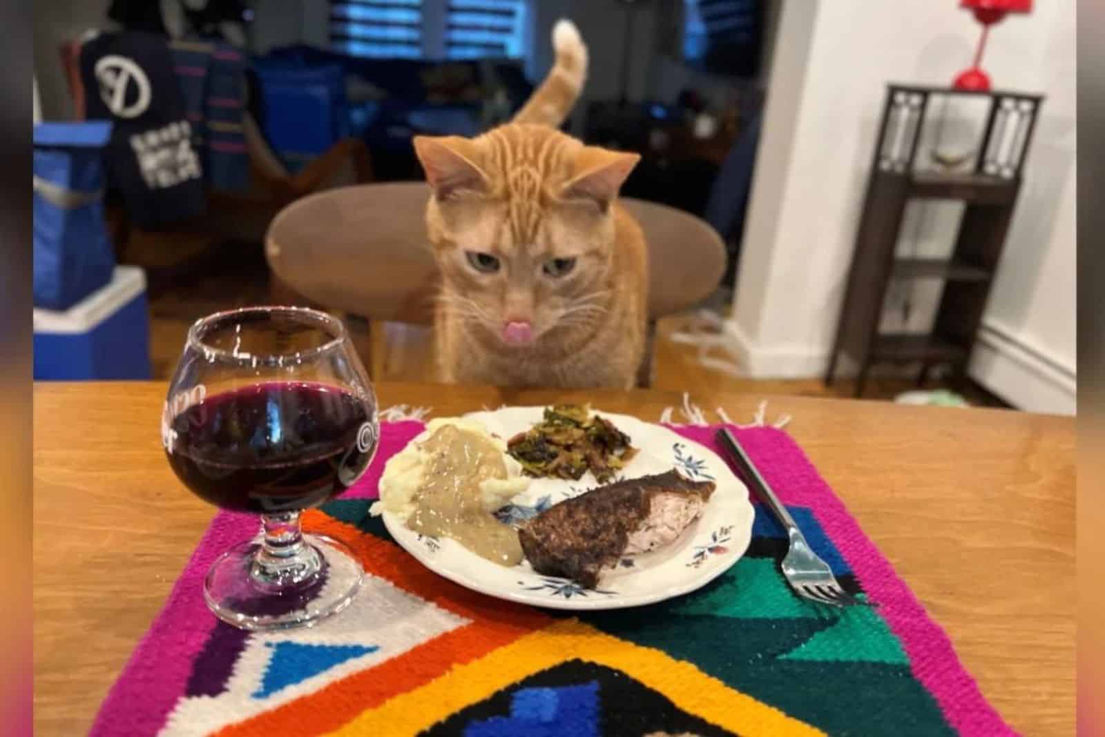 cat at thanksgiving dinner