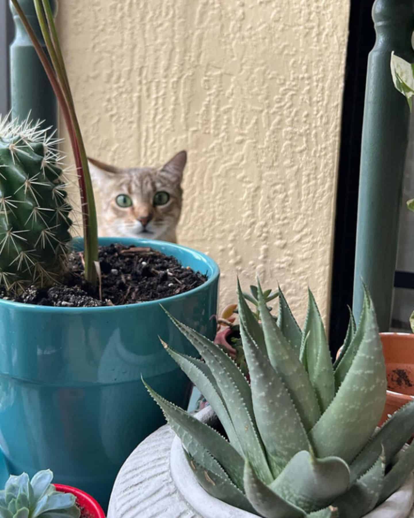 cat behind a cactus plant