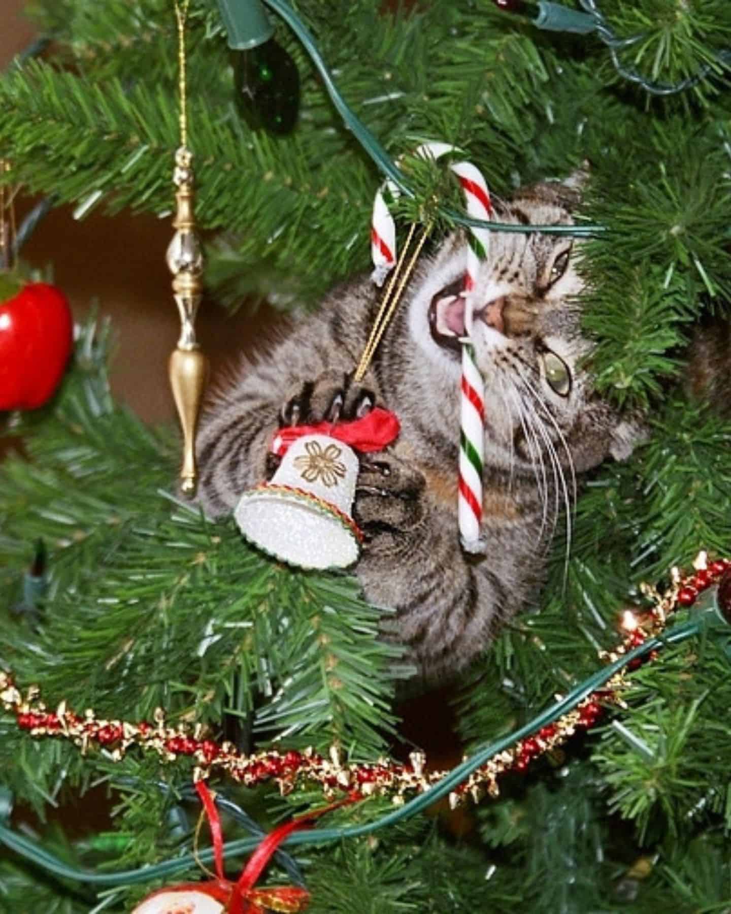 cat between branches of christmas tree