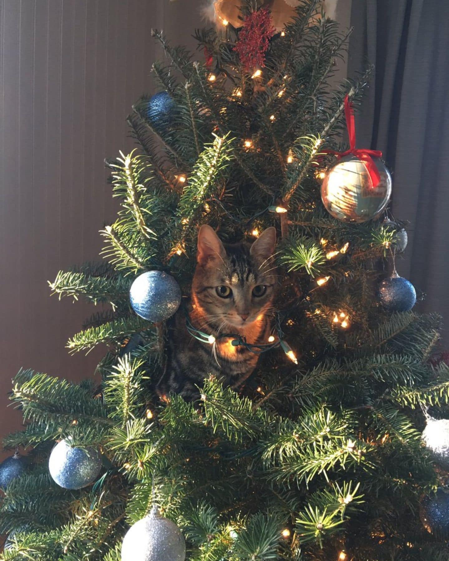 cat between ornaments on a christmas tree