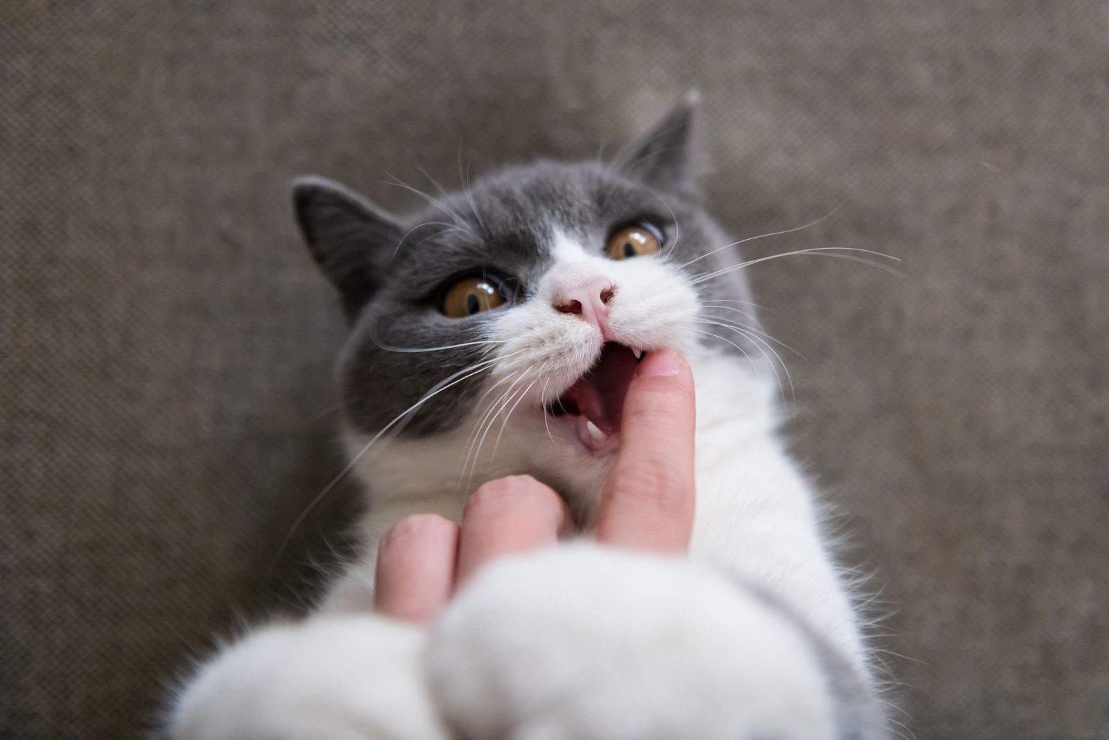 cat bitting owners finger