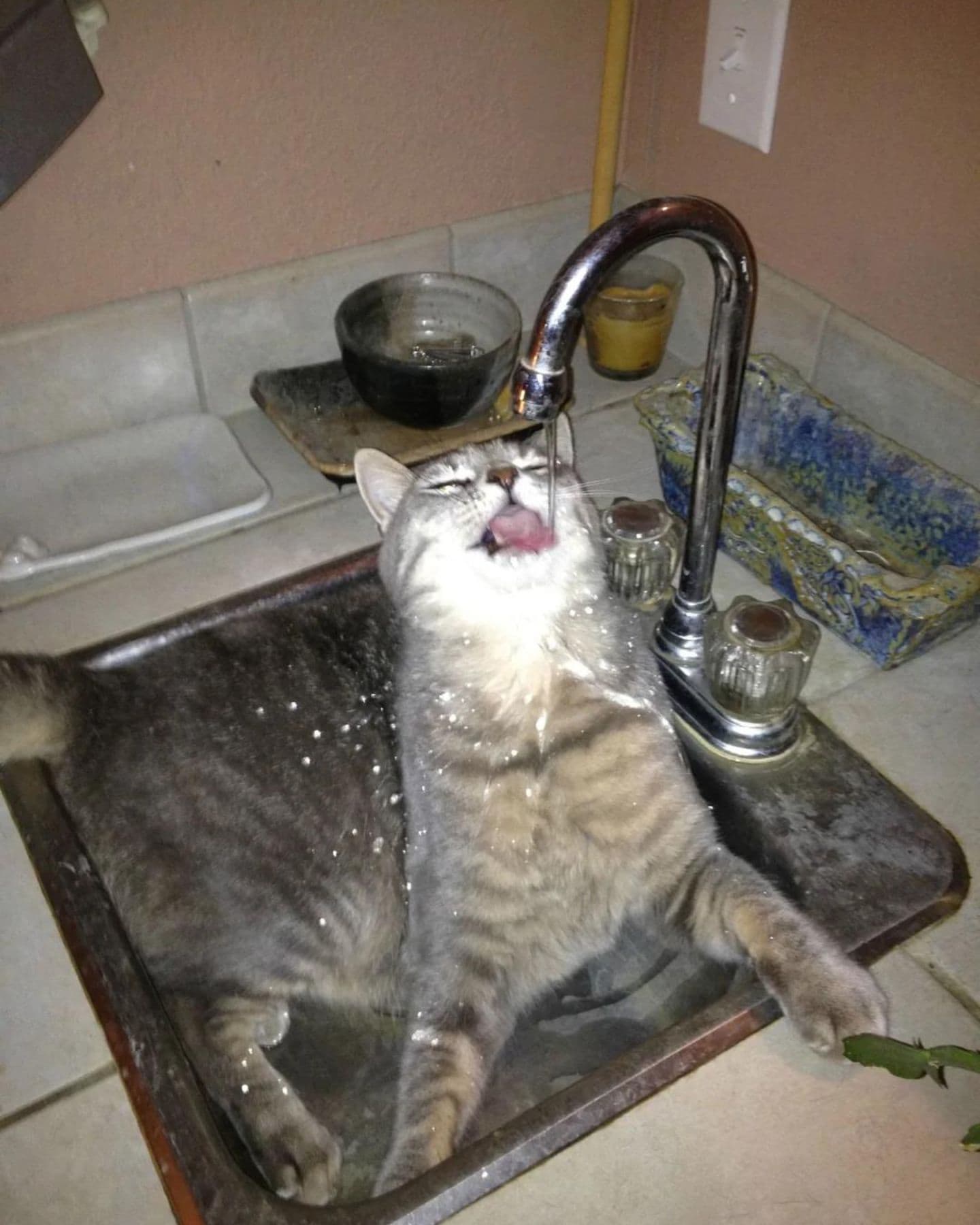 cat chasing water from the tap