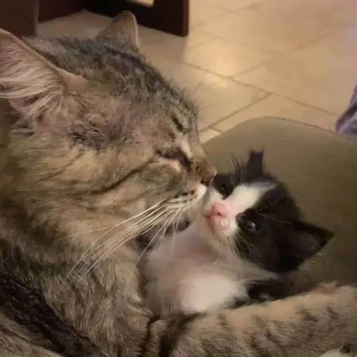 cat cleaning the kitten
