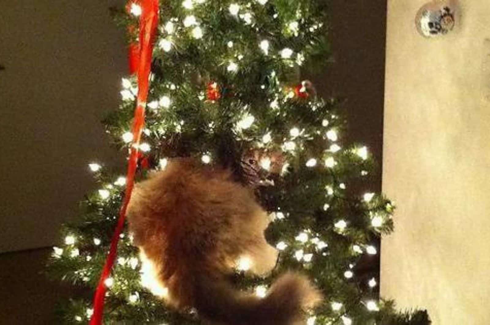 cat climbing christmas tree