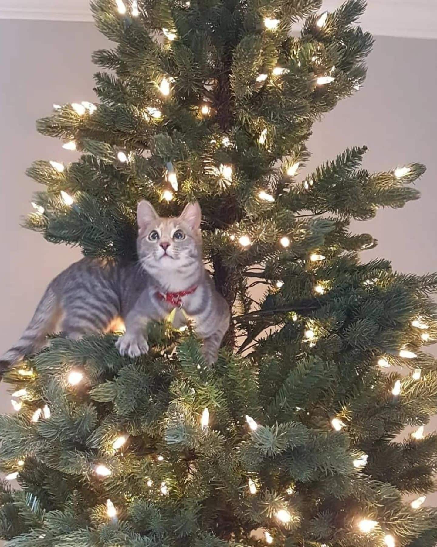 cat climbing on christmas tree