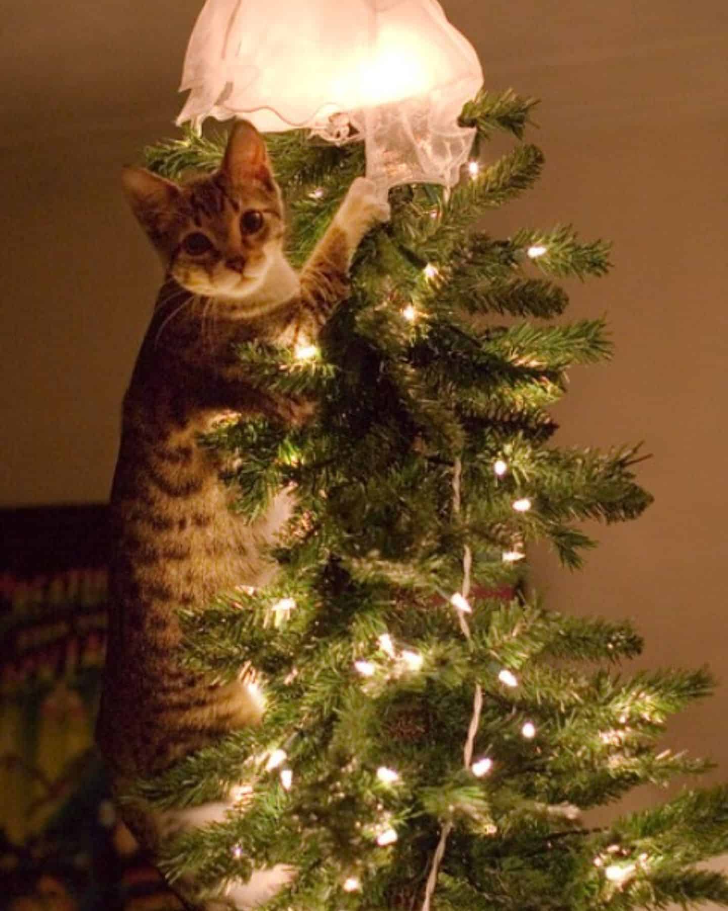 cat climbing the christmas tree