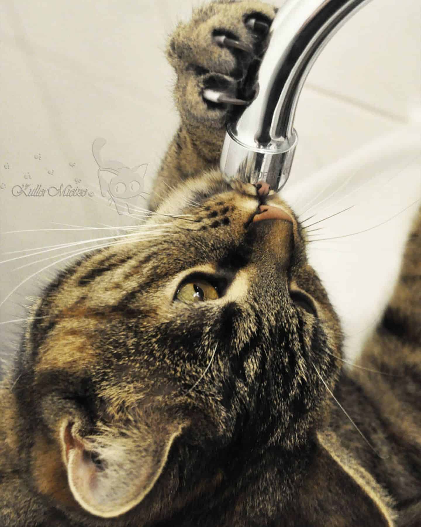 cat drinks water from the tap