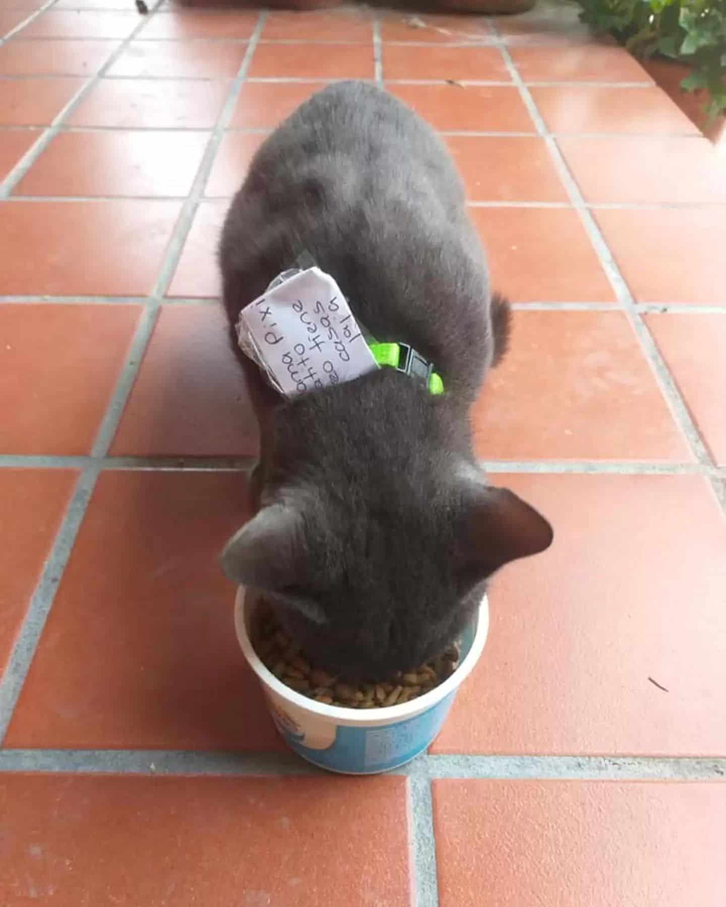 cat eating from a bowl