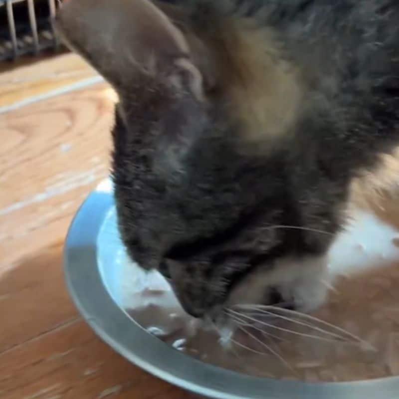 cat eats from plate