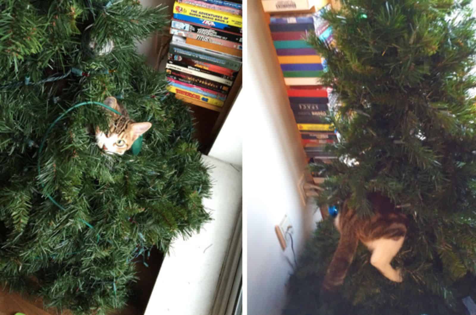 cat hiding in a christmas tree