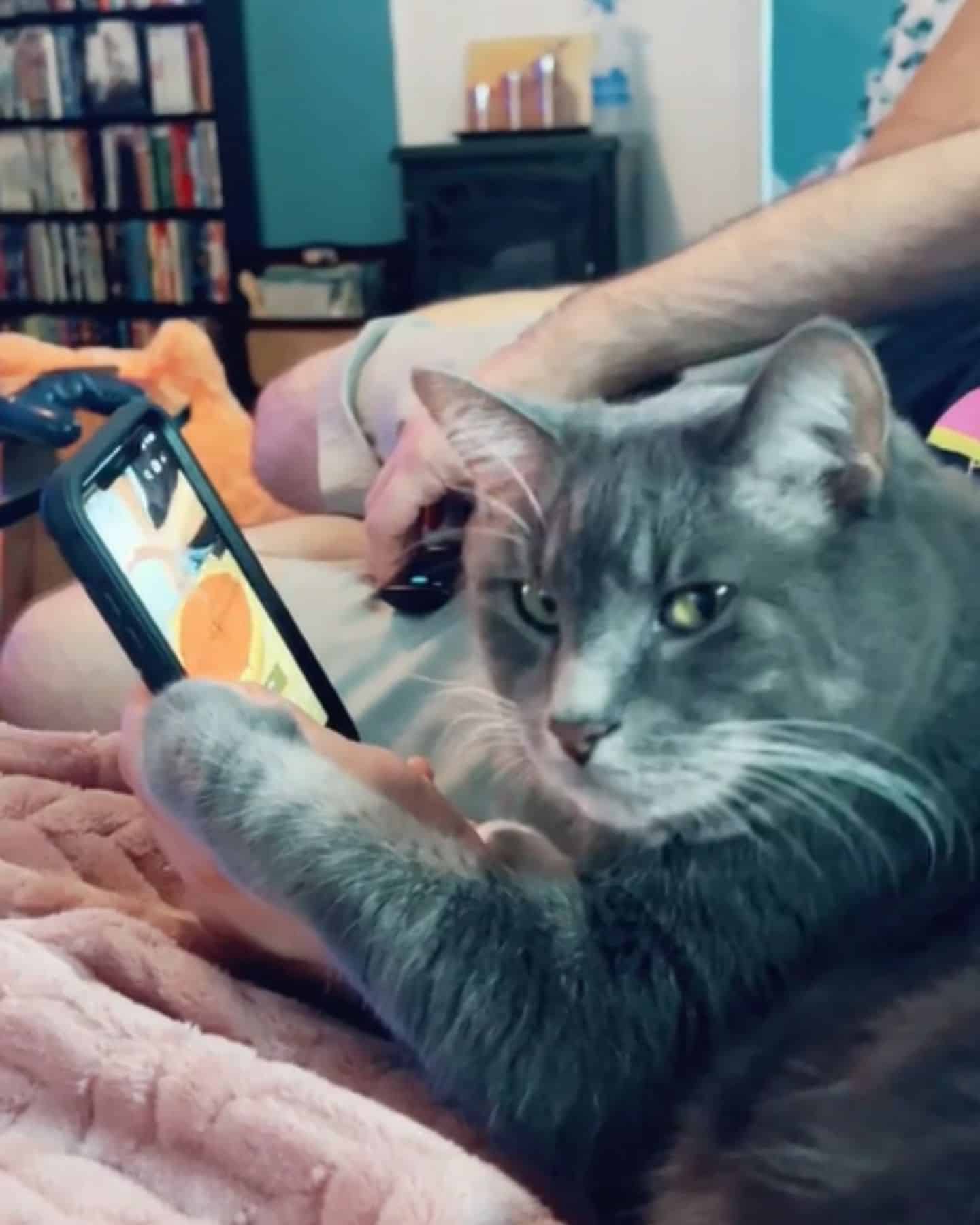 cat holding the phone