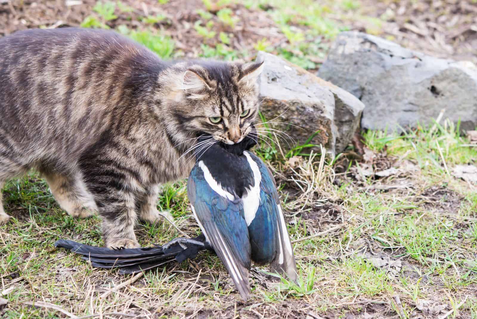 cat hunted down bird