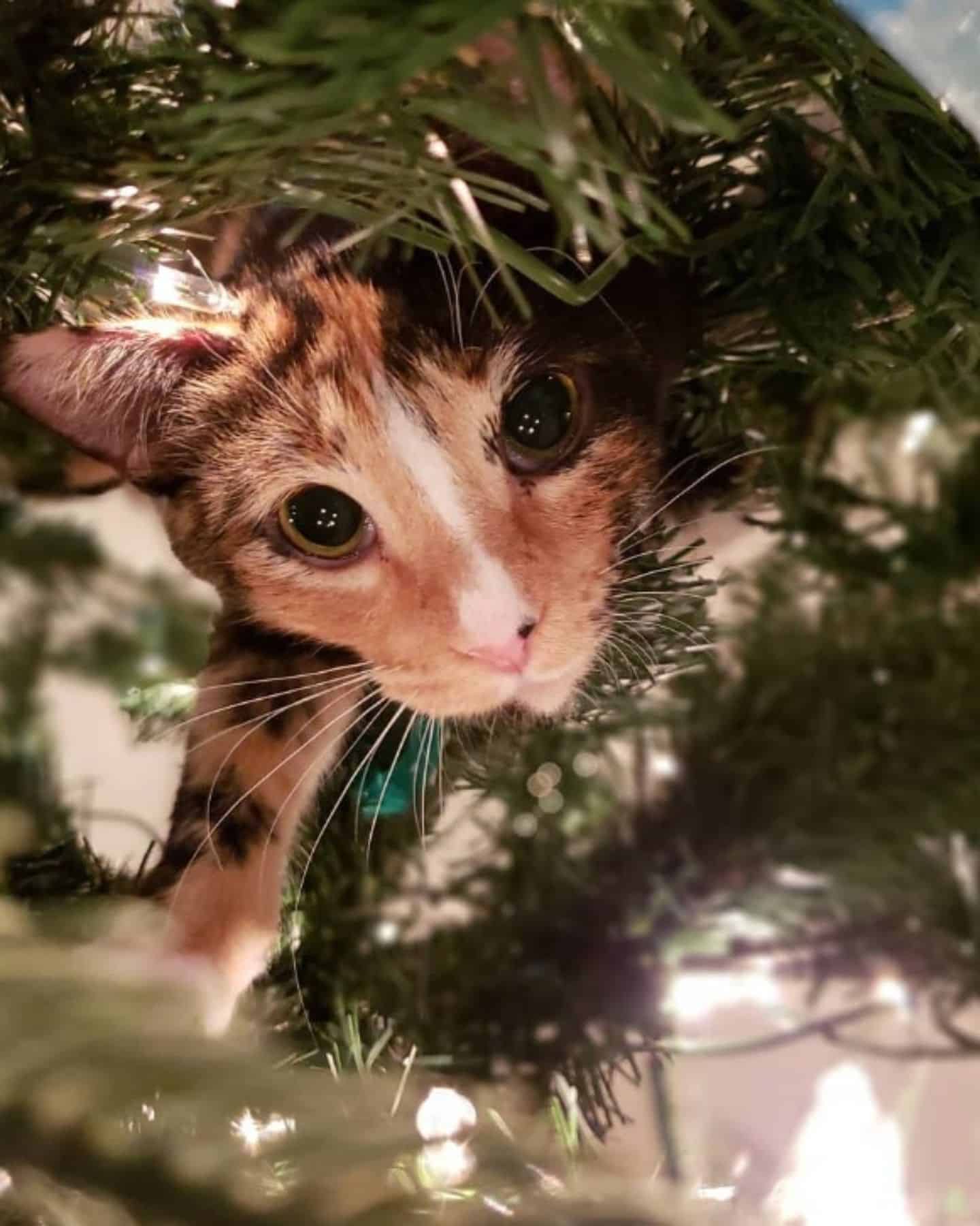 cat in a christmas tree close-up