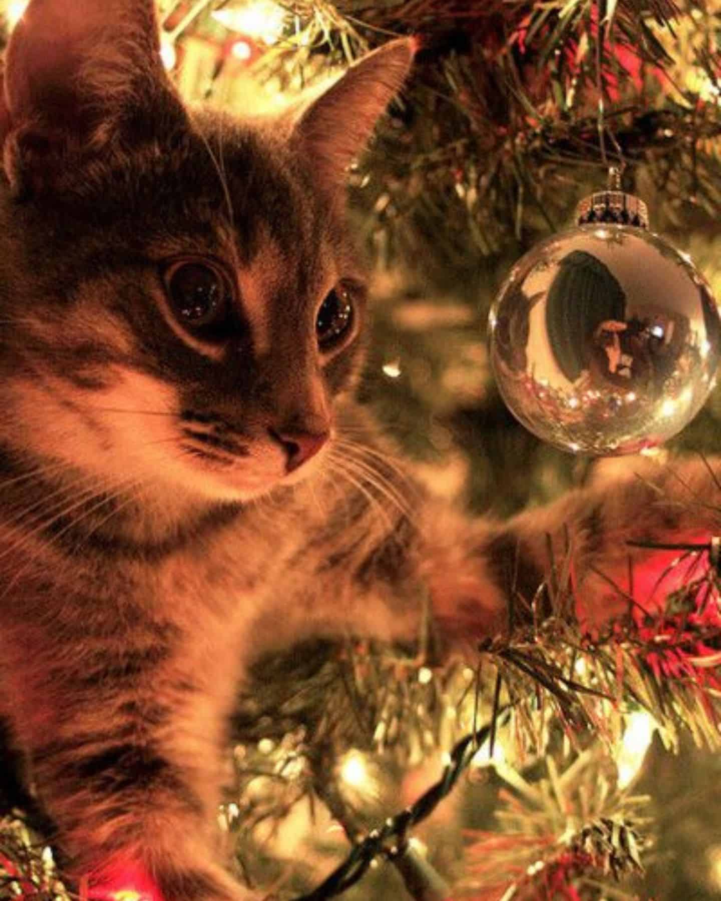 cat in a decorated christmas tree