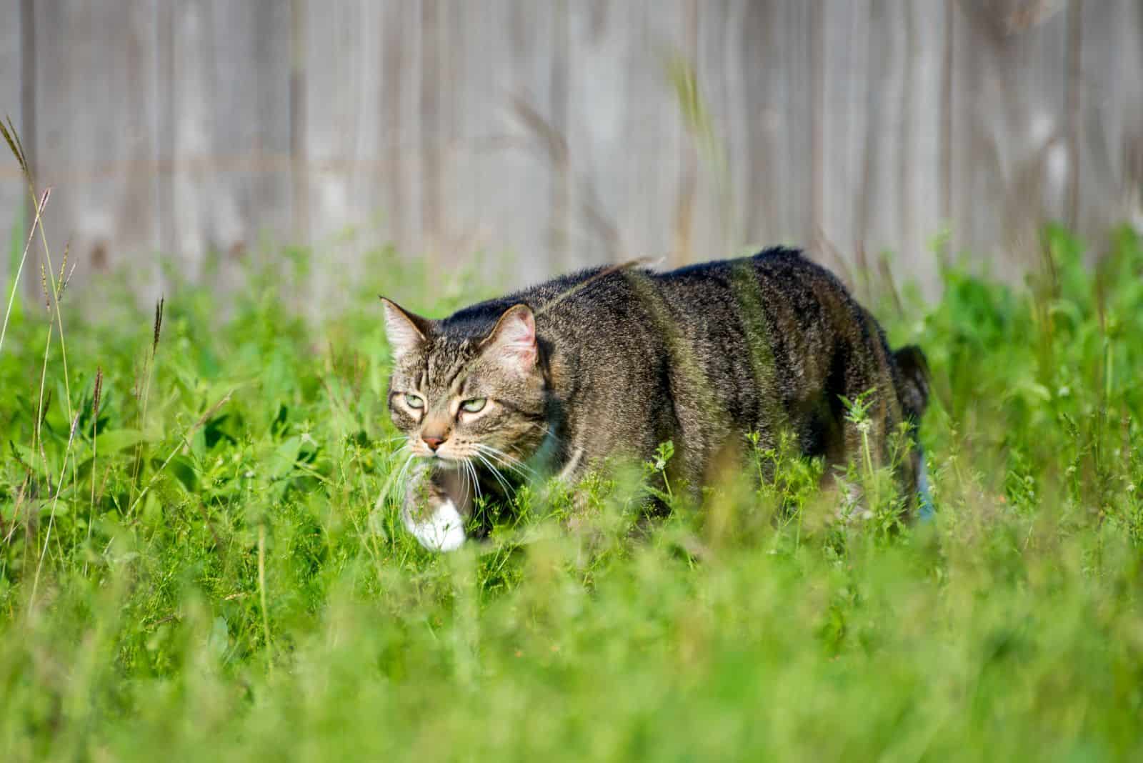 cat in a grass
