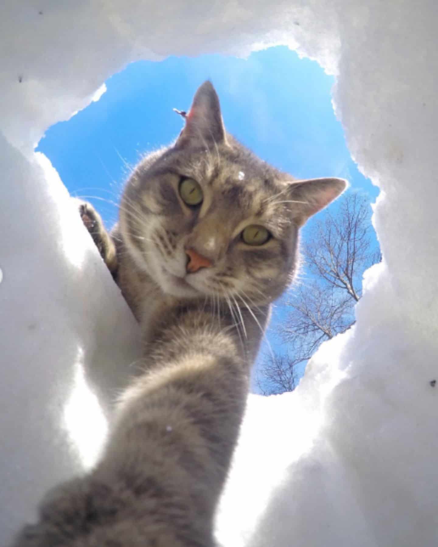 cat in a hole of snow