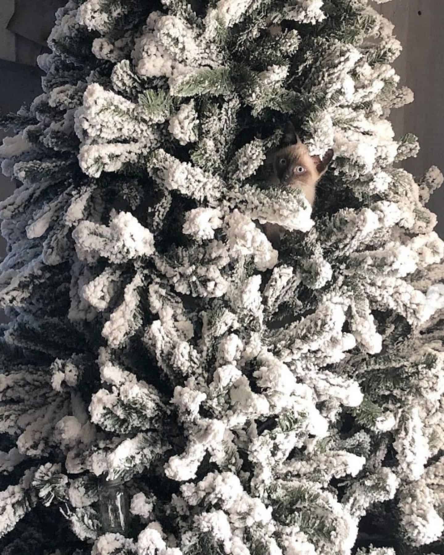 cat in a white christmas tree