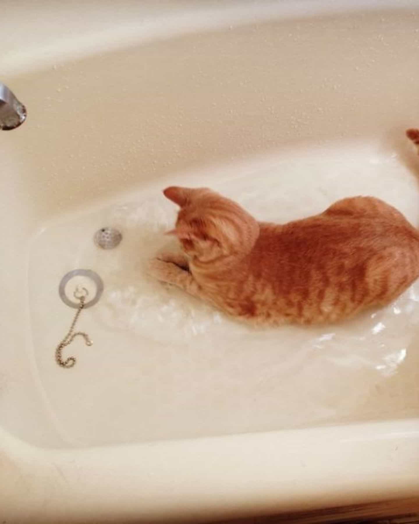cat in water