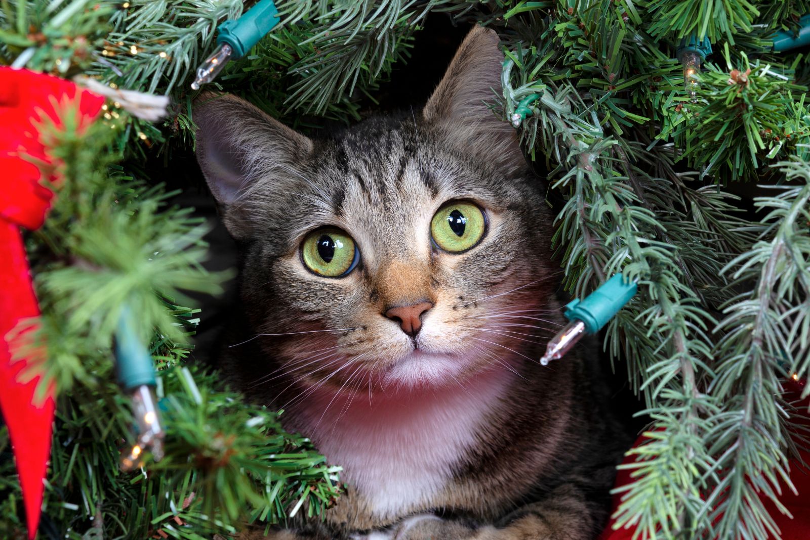 cat inside christmas tree