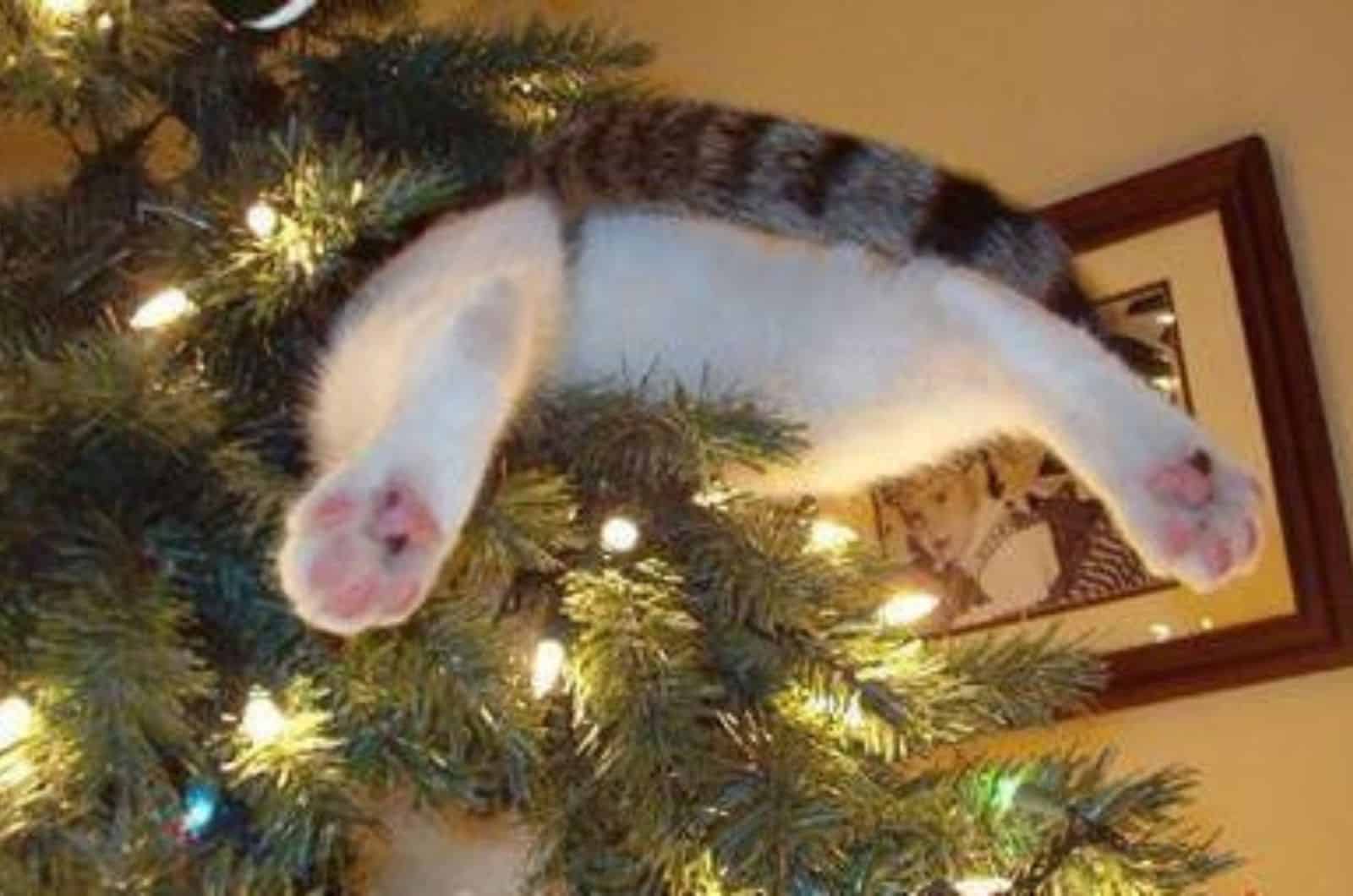 cat jumping on a christmas tree