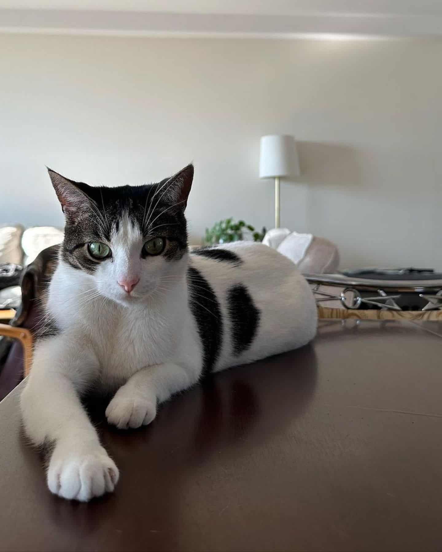 cat laying on a table