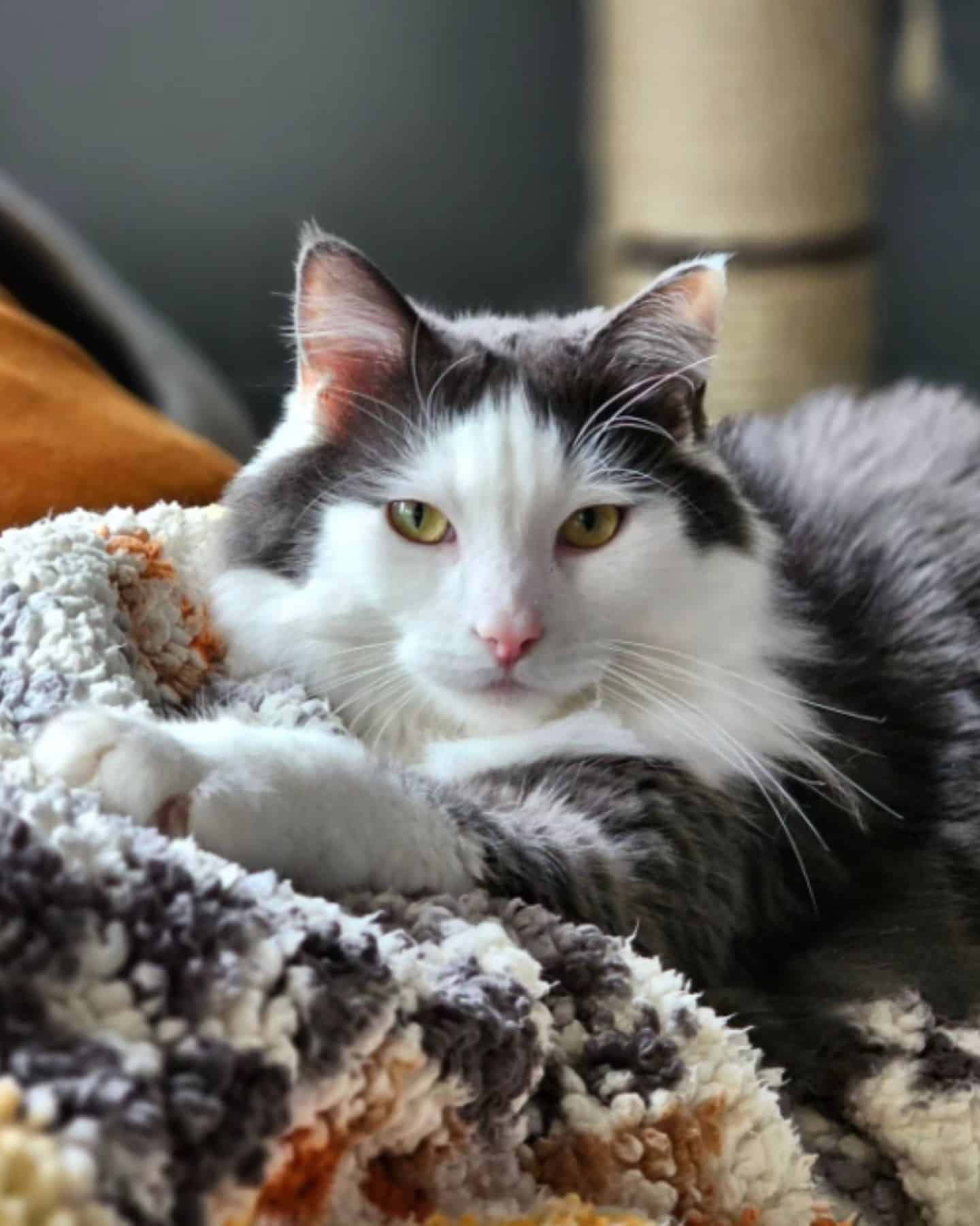 cat laying on the blanket